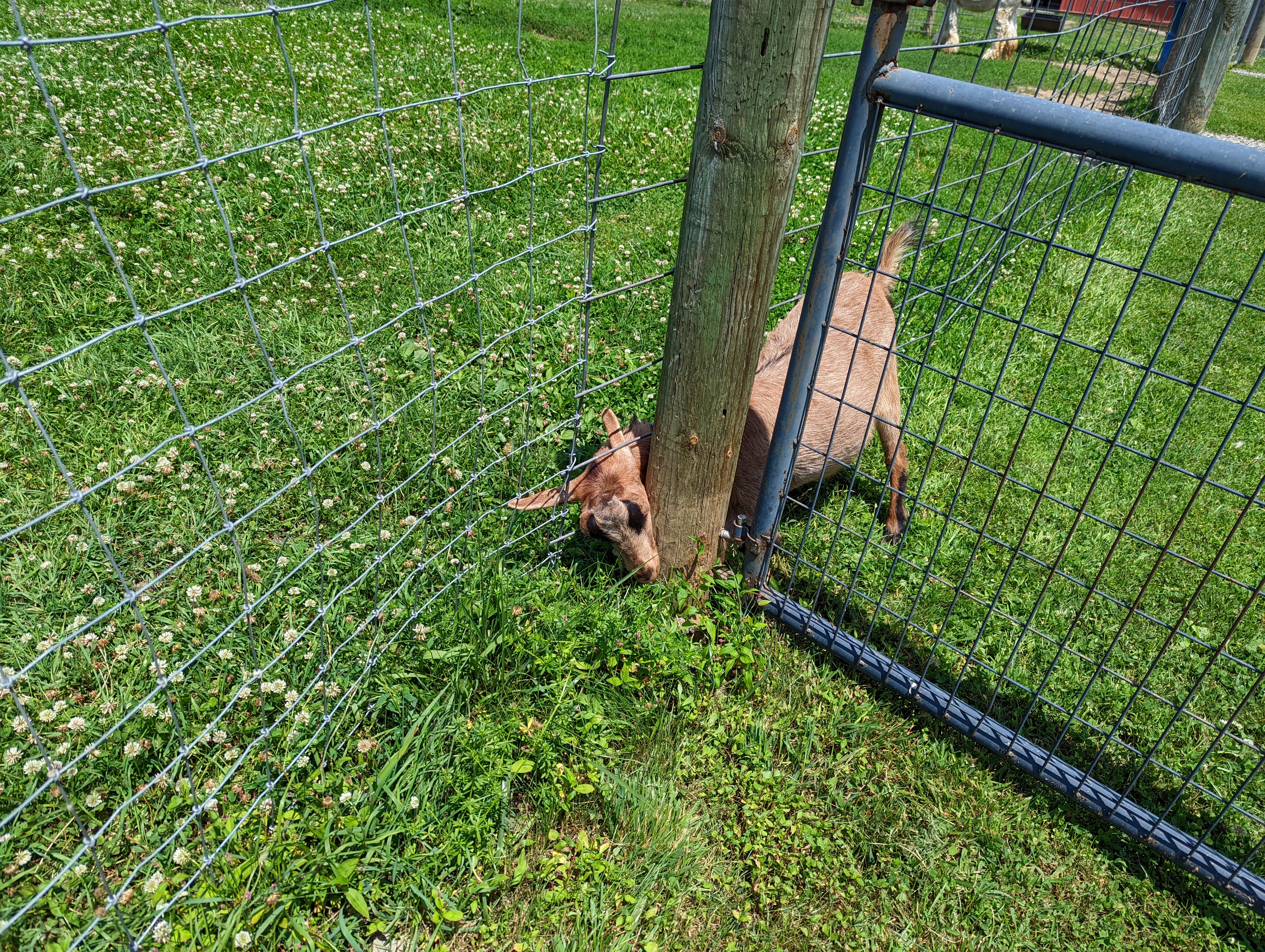 A goat reaching its head through a fence to get to some grass. There is plenty of grass within the goat's enclosure.